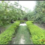 Inhouse Medicinal garden to grow medicinal plants