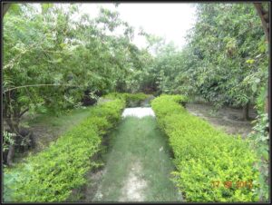 Inhouse Medicinal garden to grow medicinal plants