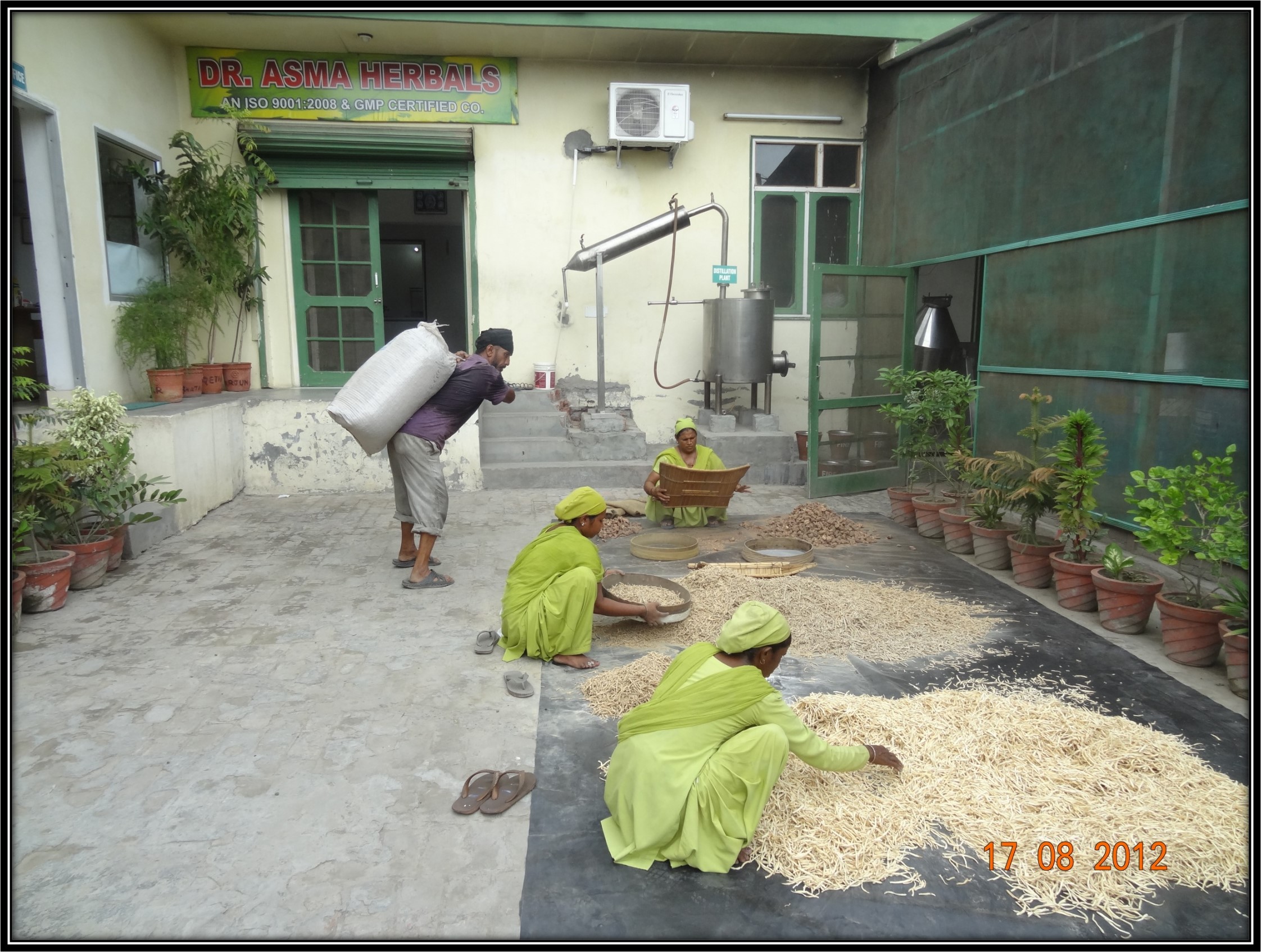 Herbs being sorted at Dr. Asma Herbals Factory